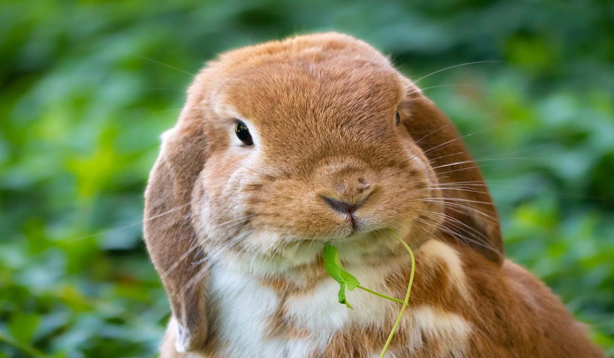 Le stress chez les lapins, comment le gérer ?