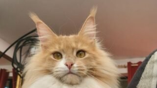 Franck Boulier et La Centrale Du Chat