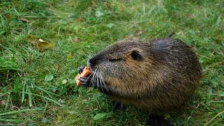 Battue administrative de rats musqués et ragondins en Haute-Saône: One Voice gagne par forfait