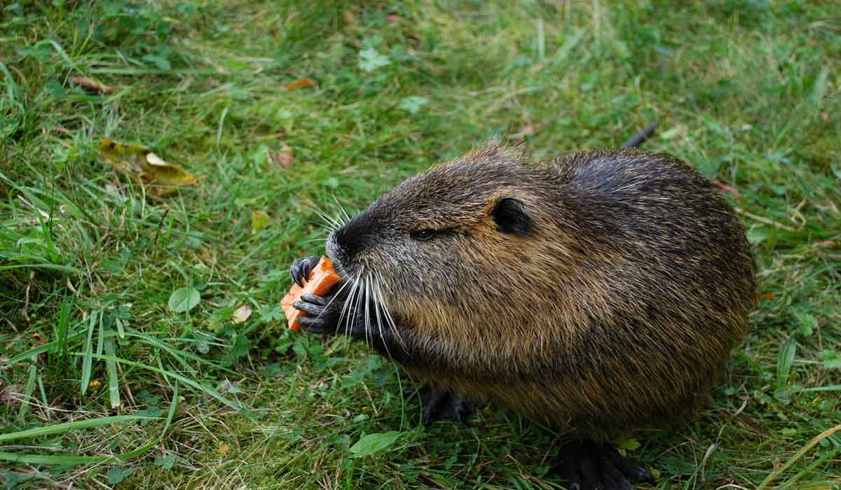 Battue administrative de rats musqués et ragondins en Haute-Saône: One Voice gagne par forfait