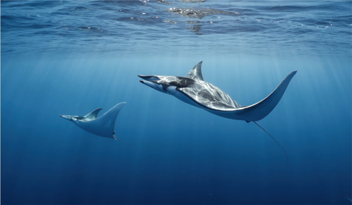 Le diable de mer vient d’être reclassé par l’IUCN. Il est désormais “en danger critique d’extinction” au niveau mondial Le diable de mer vient d’être reclassé par l’IUCN. Il est désormais “en danger critique d’extinction” au niveau mondial