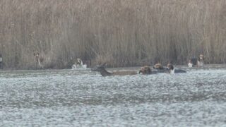 La chasse à courre au mépris des lois