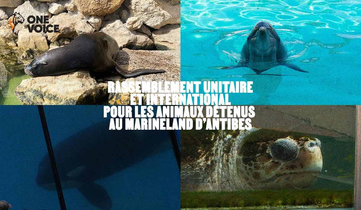 220 organisations internationales devant Marineland contre les delphinariums