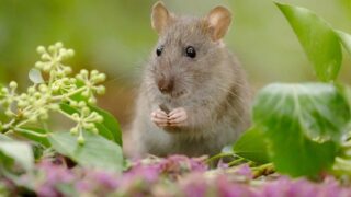 Stérilisation des rats à l’huile de coton, un danger pour la biodiversité !