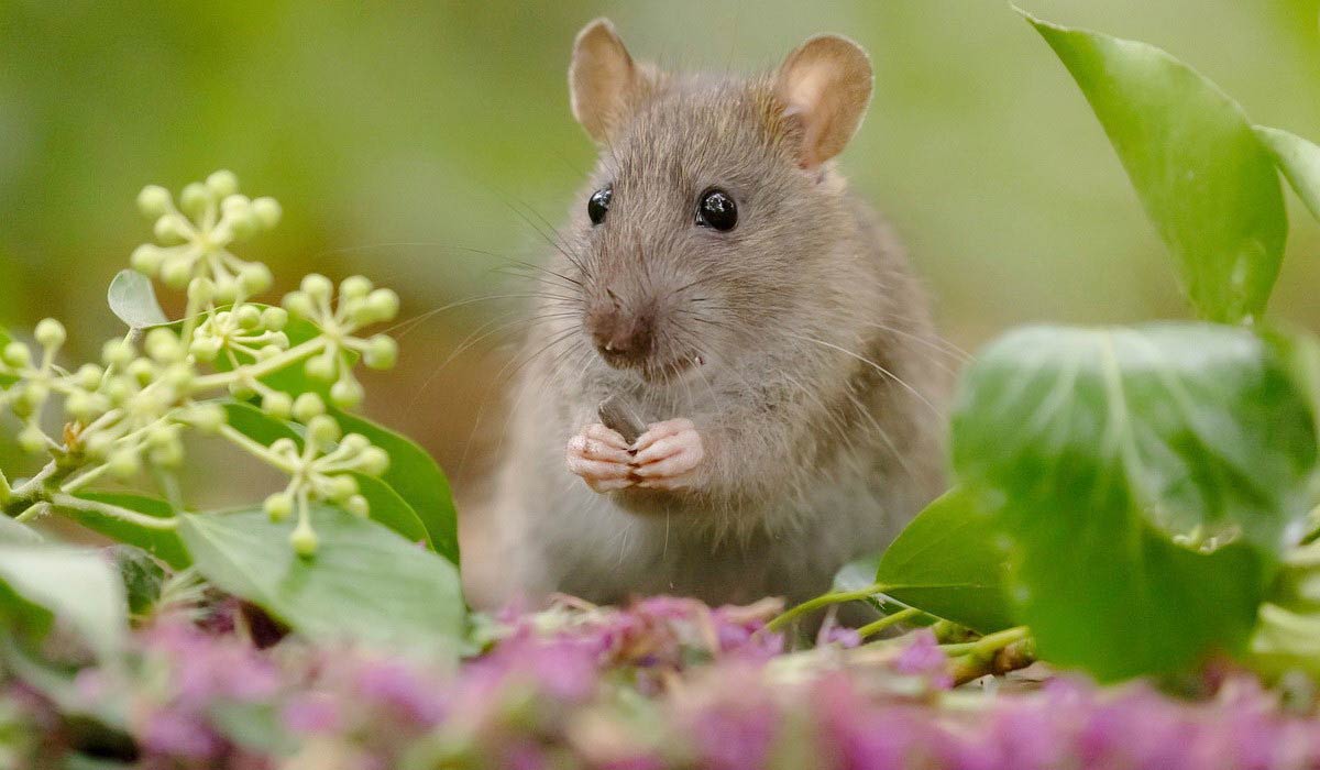 Stérilisation des rats à l’huile de coton, un danger pour la biodiversité !