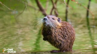 En Haute-Saône et en Meurthe-et-Moselle, carte blanche des préfets pour tuer des animaux. One Voice en justice