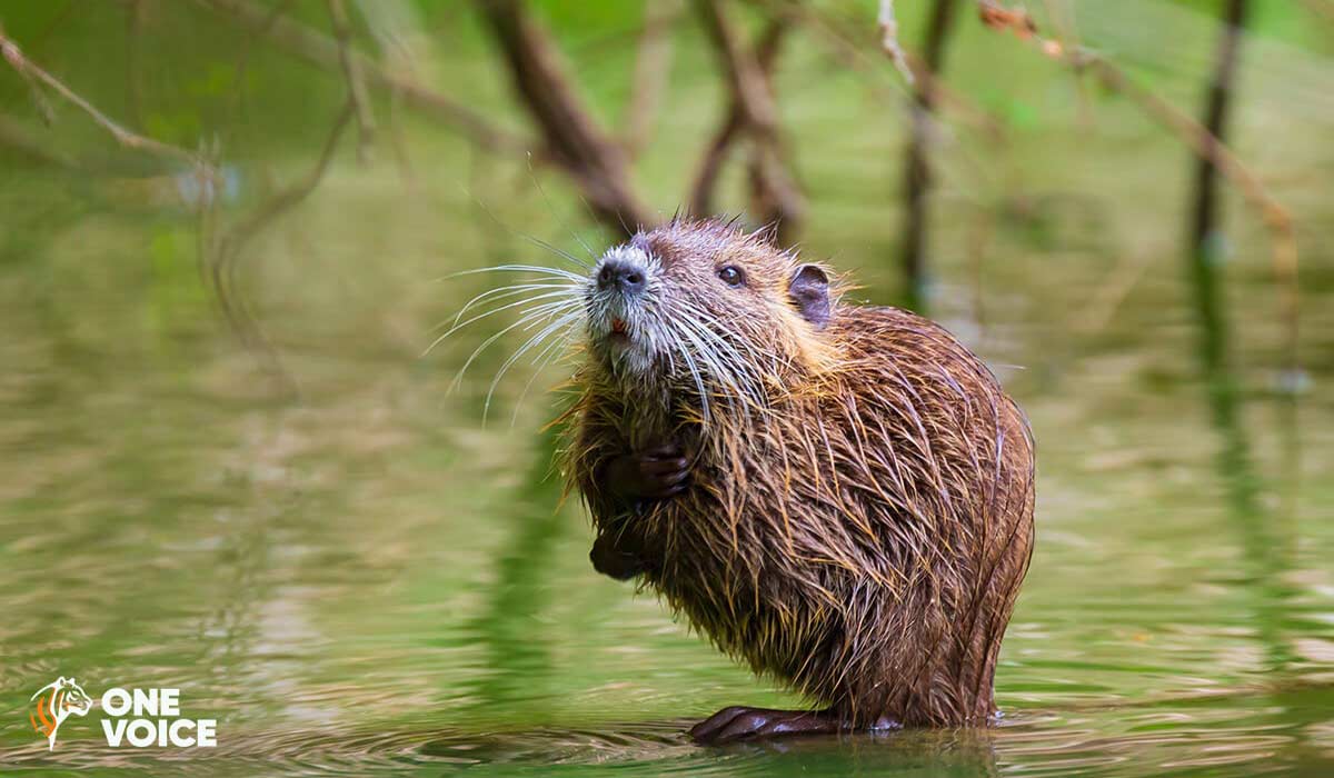 En Haute-Saône et en Meurthe-et-Moselle, carte blanche des préfets pour tuer des animaux. One Voice en justice