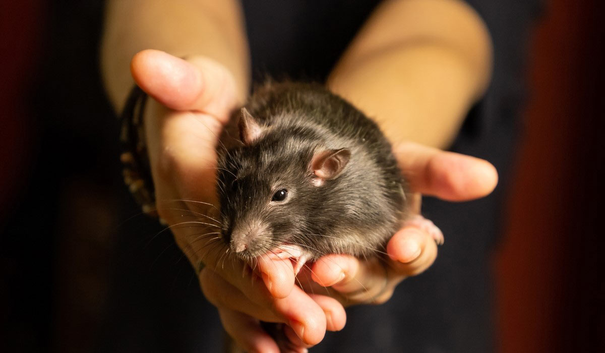  Forum de l’Animal à Gagny (93) « Mieux comprendre les animaux, pour mieux les respecter »