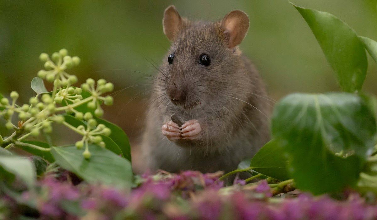 Stérilisation des rats à l’huile de coton, un danger pour la biodiversité !