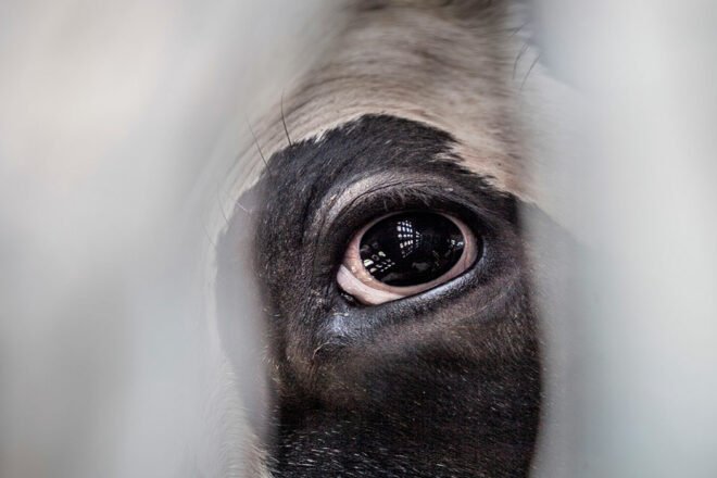RAT, une jeune équipe de recherche lyonnaise consacrée aux animaux