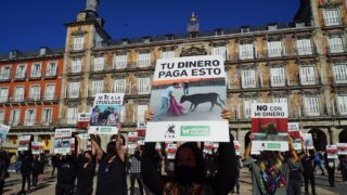 Recul de la tauromachie en Espagne, un mouvement de fond indépendant des aléas politiques