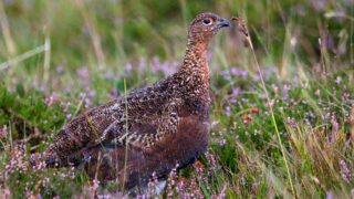 Victoire partielle en Isère : One Voice résiste pour les galliformes de montagne !