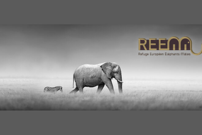 Refuge Européen des Eléphants Mâles (REEM)