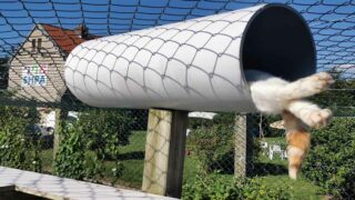 L’Arche de Iona, une émission sur RVL (103.1 FM), consacrée aux animaux