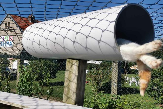 L’Arche de Iona, une émission sur RVL (103.1 FM), consacrée aux animaux