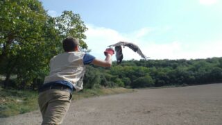 Journée Mondiale du bénévolat : vous pouvez aider les animaux sauvages qui vous entourent !