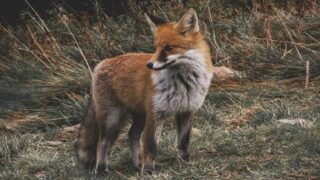 Renards : dans la Nièvre, encore une battue illégale… Stop au carnage !