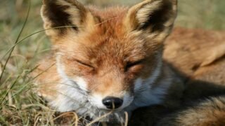 Une large majorité de Français veulent en finir avec le classement des animaux « nuisibles »