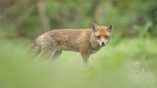 Faune sauvage : le classement ESOD, chronique d’une aberration scientifique