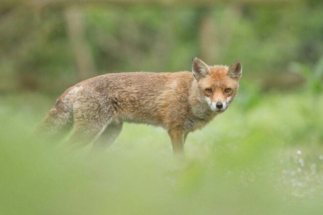 Faune sauvage : le classement ESOD, chronique d’une aberration scientifique