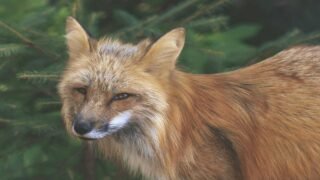 Animaux classés ESOD : la liste noire des chasseurs/piégeurs publiée par le ministère