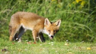 Renards : dans les Hautes-Pyrénées, les massacrer à tout prix. Référé déposé.