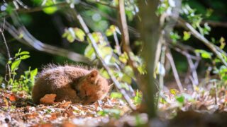 Aider un animal sauvage en détresse : les bonnes intentions ne suffisent pas