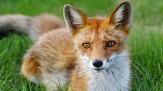 Victoire : dans le Gers, l’arrêté condamnant des centaines de renards suspendu en urgence