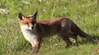 L’État faillit, l’ASPAS agit : lancement d’une action inédite pour les renards ! 