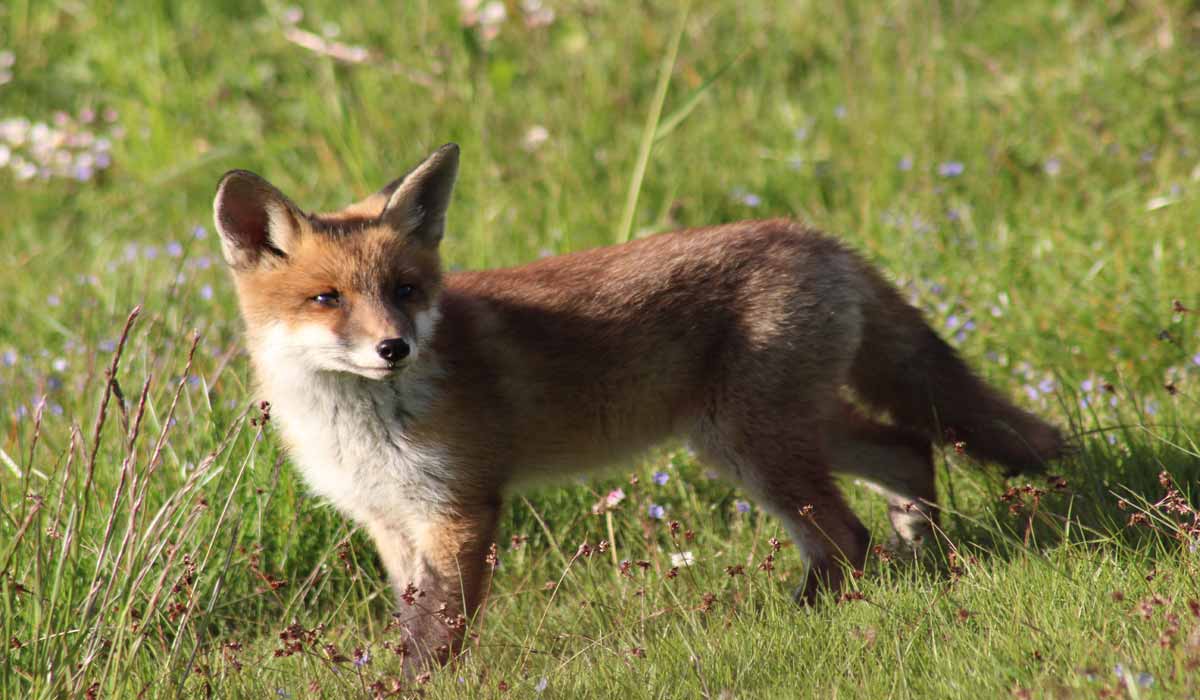 L’État faillit, l’ASPAS agit : lancement d’une action inédite pour les renards ! 