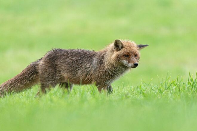 Des associations (LPO Normandie, One Voice, Aves, Pôle Grands Prédateurs, ASPAS, Animal Cross, SNPN) se regroupent au sein du Collectif Renard Normandie pour sortir l’animal de la liste des nuisibles
