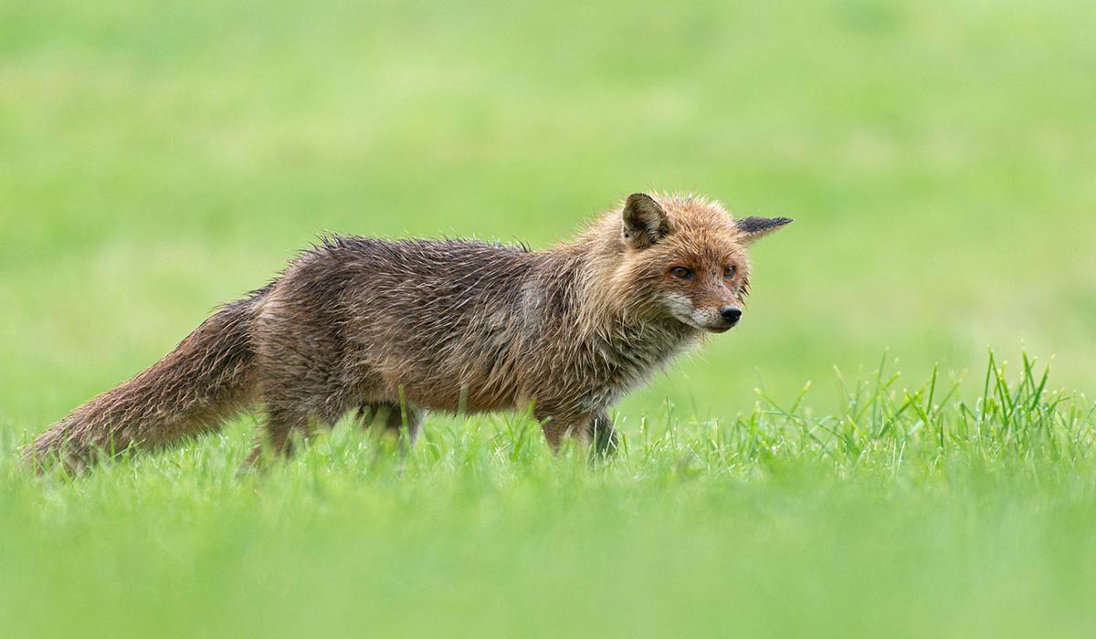 Des associations (LPO Normandie, One Voice, Aves, Pôle Grands Prédateurs, ASPAS, Animal Cross, SNPN) se regroupent au sein du Collectif Renard Normandie pour sortir l’animal de la liste des nuisibles