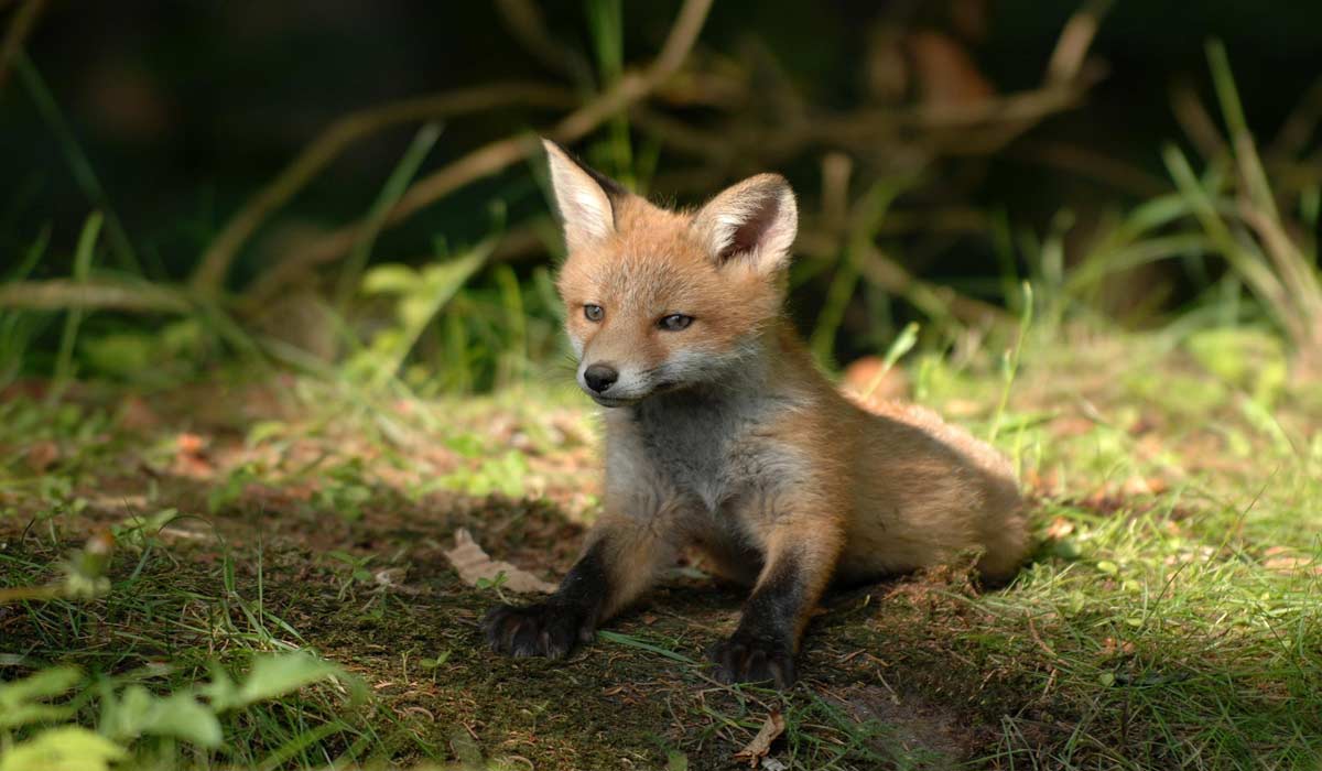 Un nouvel arrêté de destruction d’espèces animales sauvages : l’association Vétérinaires Pour la Biodiversité appelle les citoyens à se mobiliser