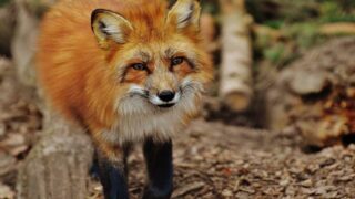 7 associations lancent une pétition pour sortir les renards de la liste des “Espèces susceptibles d’occasionner des dégâts”