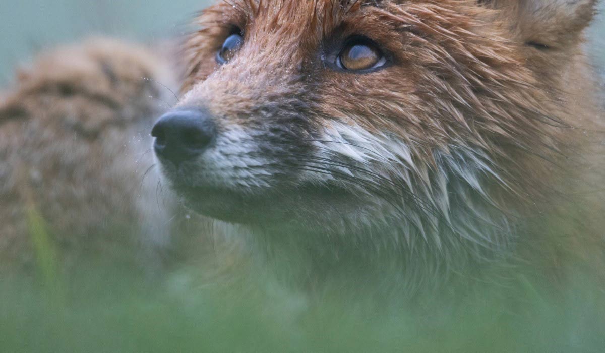 Réchauffement climatique et faune sauvage : le Pôle Grands Prédateurs lance un cri d’alarme et présente un Manifeste en 5 points prioritaires ! Réchauffement climatique et faune sauvage : le Pôle Grands Prédateurs lance un cri d’alarme et présente un Manifeste en 5 points prioritaires !