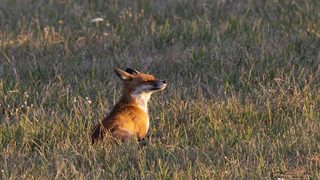 À la rencontre de la faune sauvage – Une approche entre observation, connaissance du vivant et photographie