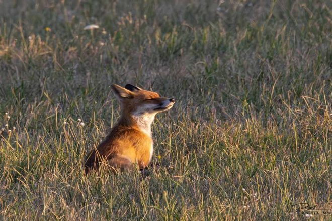 À la rencontre de la faune sauvage – Une approche entre observation, connaissance du vivant et photographie