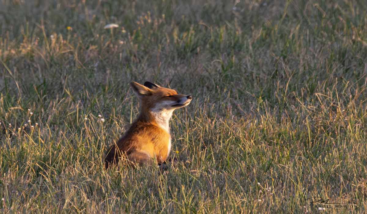 À la rencontre de la faune sauvage – Une approche entre observation, connaissance du vivant et photographie À la rencontre de la faune sauvage – Une approche entre observation, connaissance du vivant et photographie