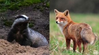 Vénerie sous terre : mi-mai, One Voice en action pour défendre les renards et les blaireaux