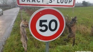 Deux cadavres de renards pendus à l’entrée de la ville: One Voice lance un appel à témoin
