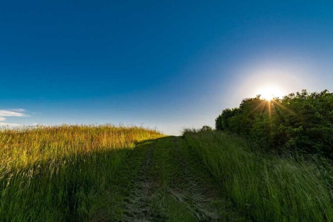 De l’importance de replanter des haies