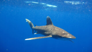 Les requins océaniques bénéficient désormais d’une protection internationale