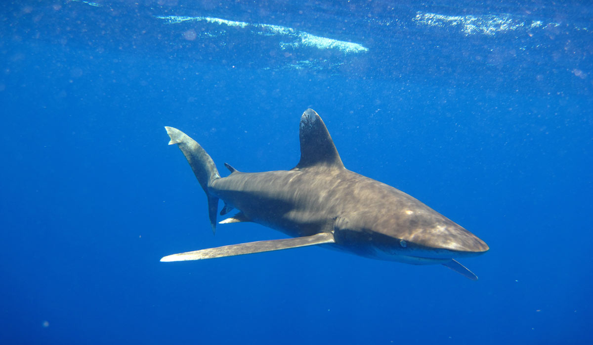 Les requins océaniques bénéficient désormais d’une protection internationale
