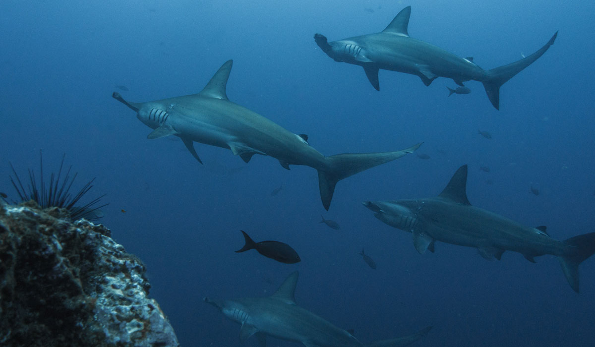 14 juillet – Journée mondiale des requins. Des espèces essentielles, mais toujours plus menacées