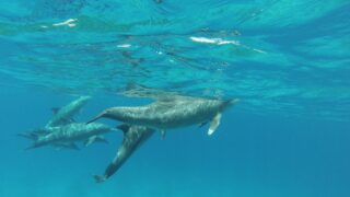 7 clés simples pour protéger les cétacés