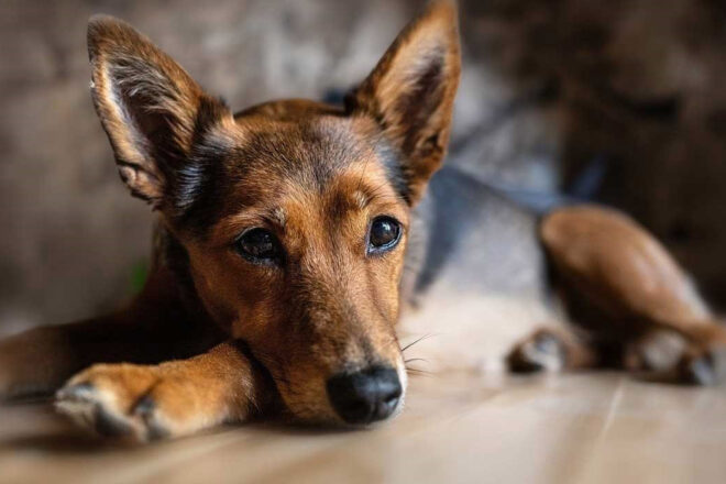 Lutte contre la maltraitance animale : le respect des animaux dans les programmes scolaires sera-t-il suffisant ?