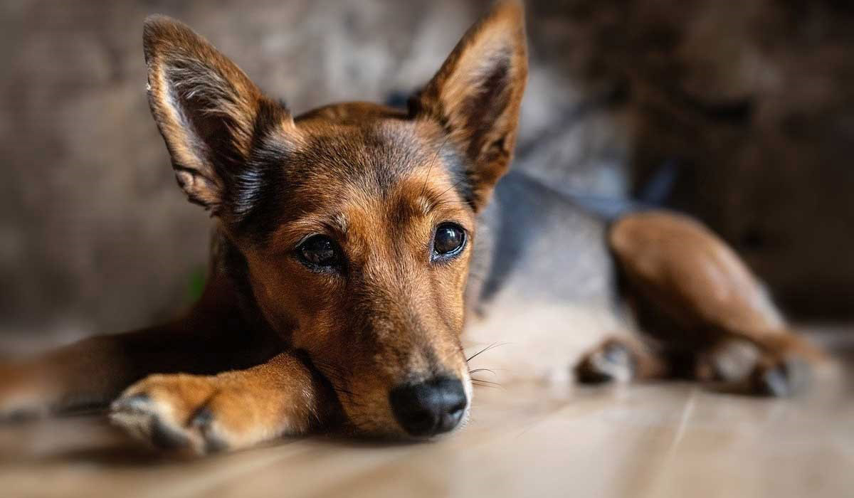 Lutte contre la maltraitance animale : le respect des animaux dans les programmes scolaires sera-t-il suffisant ?