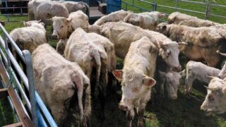 Saisie de 200 animaux dans le Calvados : l’OABA mobilisée