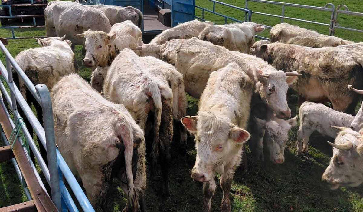 Saisie de 200 animaux dans le Calvados : l’OABA mobilisée Saisie de 200 animaux dans le Calvados : l’OABA mobilisée