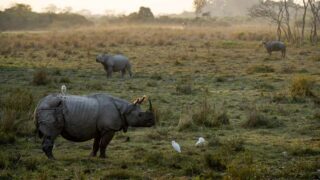 IFAW présente la Charte de la photo animalière en compagnie du photographe animalier Guillaume Astruc